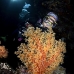 coral_soft_sjc_si_v_0181_egy4673.jpg